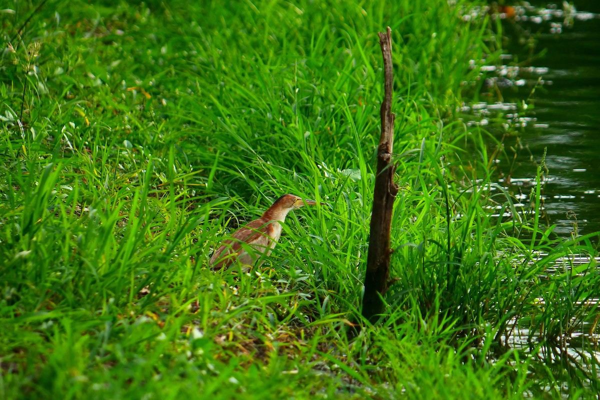 Yellow Bittern - ML623868501