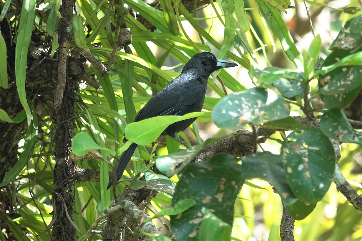 Black Butcherbird - ML623868502