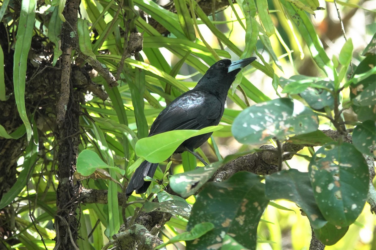 Black Butcherbird - ML623868503