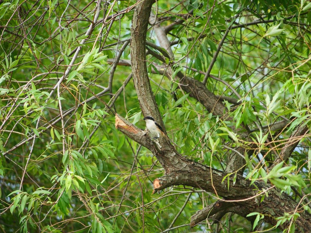 Long-tailed Shrike - ML623868505