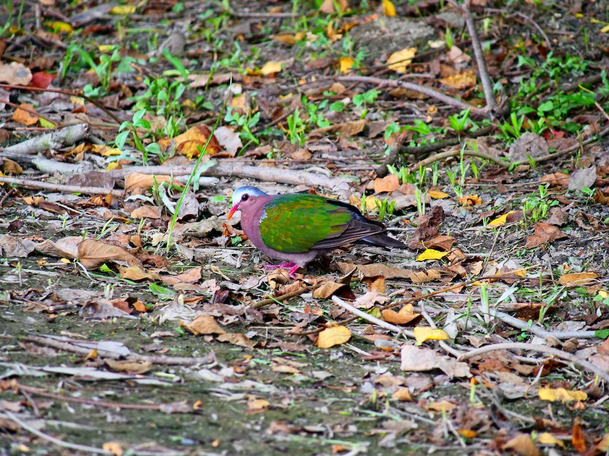 Asian Emerald Dove - ML623868511