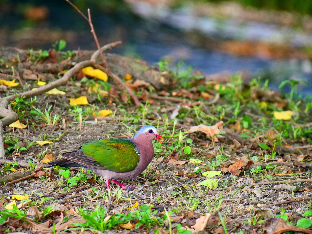 Asian Emerald Dove - ML623868512