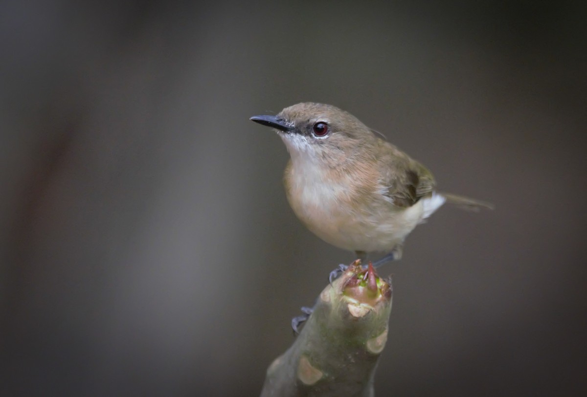 Large-billed Gerygone - ML623868514