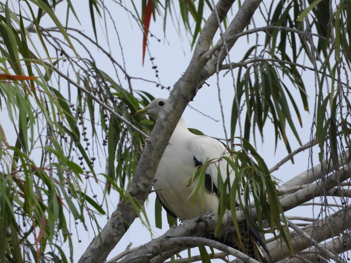 Torresian Imperial-Pigeon - ML623868516