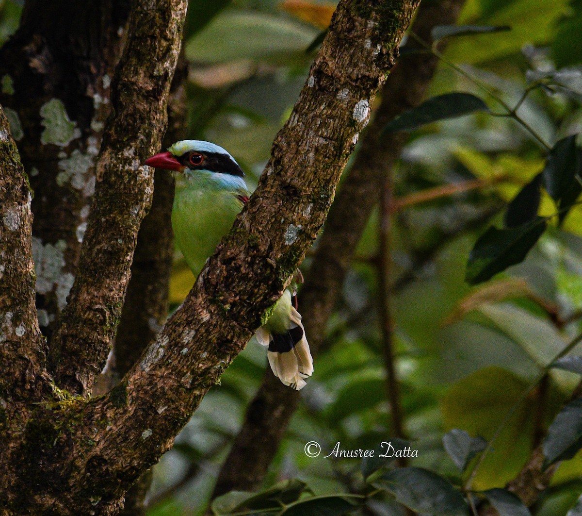 Common Green-Magpie - ML623868517