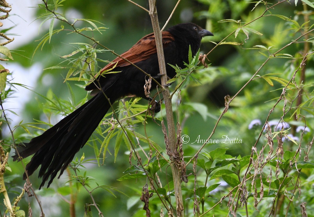 Greater Coucal - ANUSREE DATTA