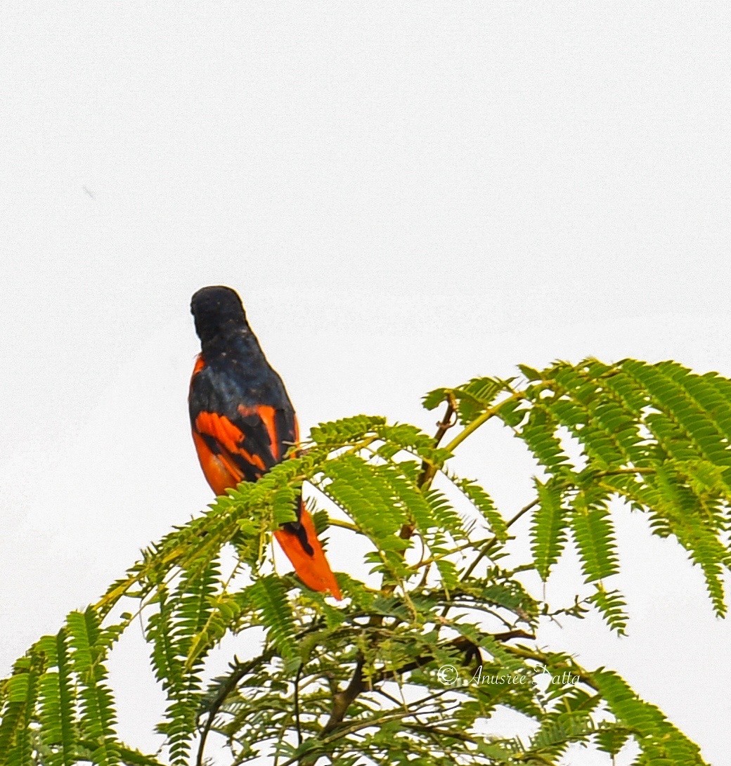 Scarlet Minivet - ML623868548