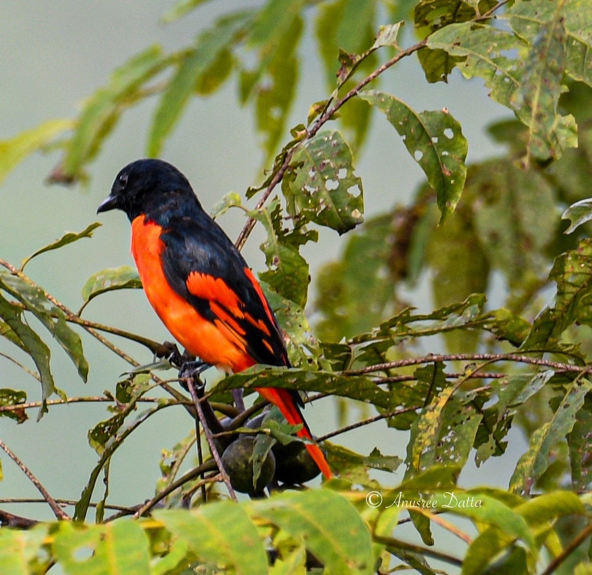 Scarlet Minivet - ML623868549