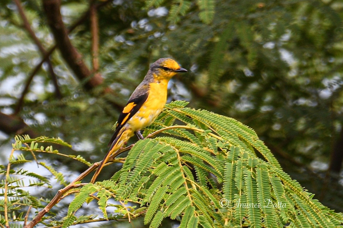 Scarlet Minivet - ML623868550