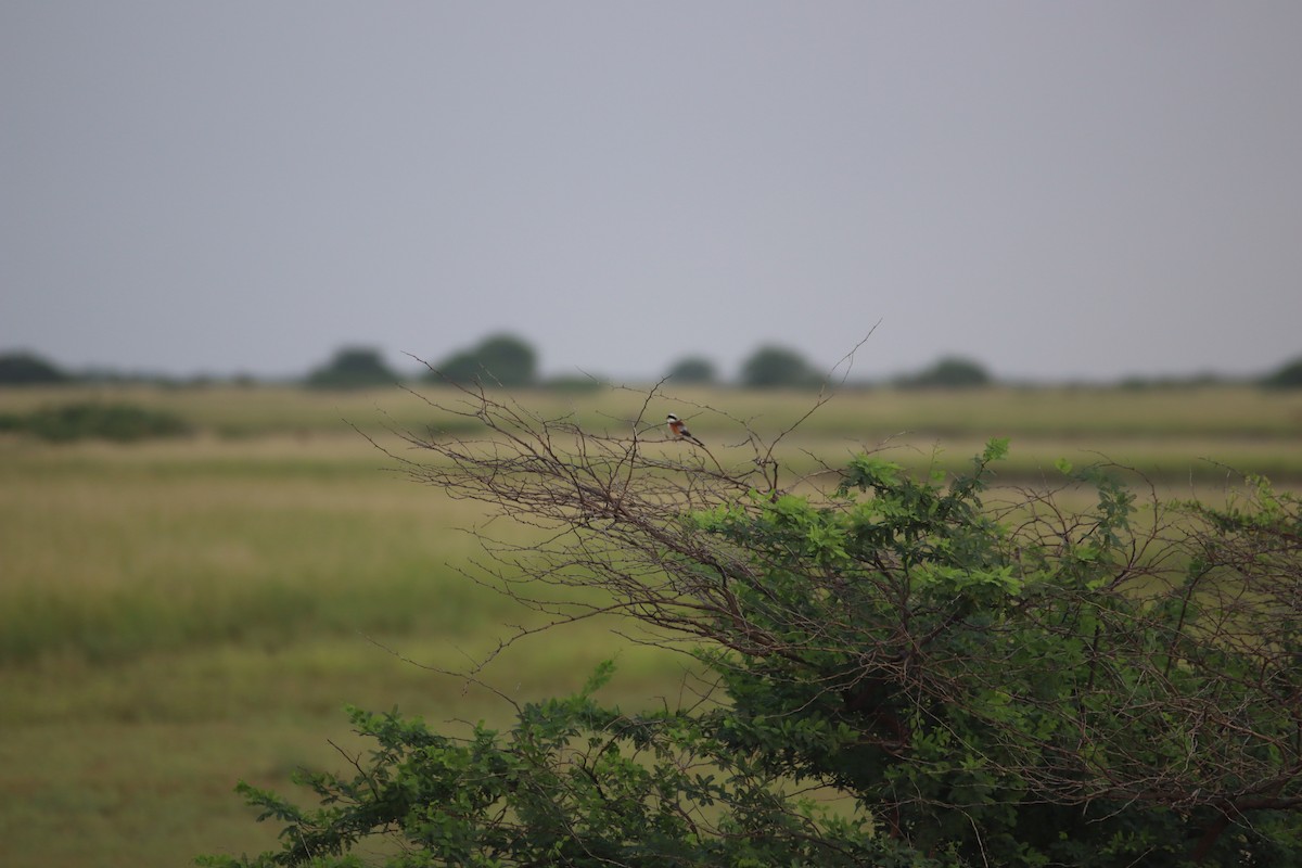 Bay-backed Shrike - ML623868555