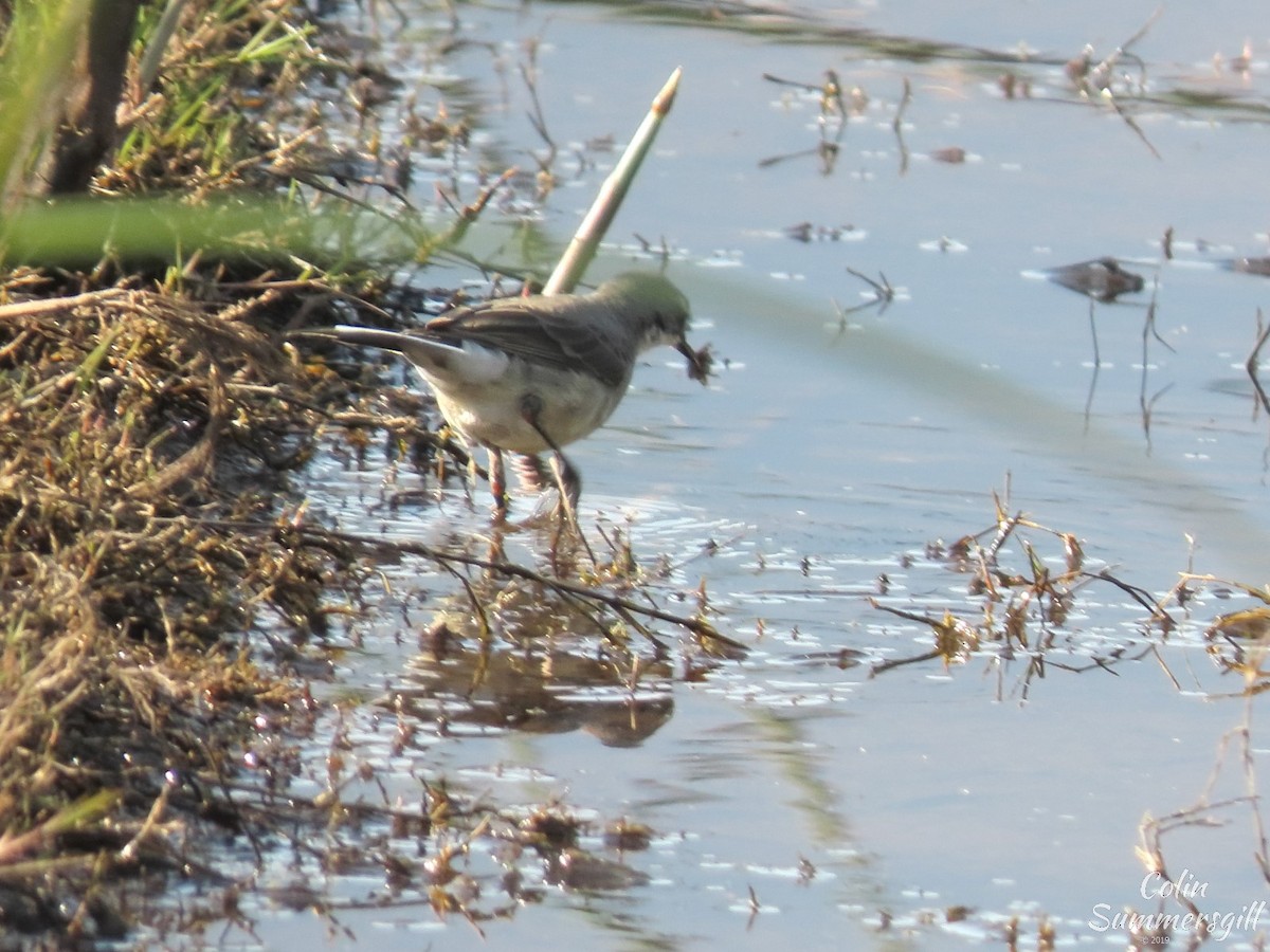 Cape Wagtail - ML623868575