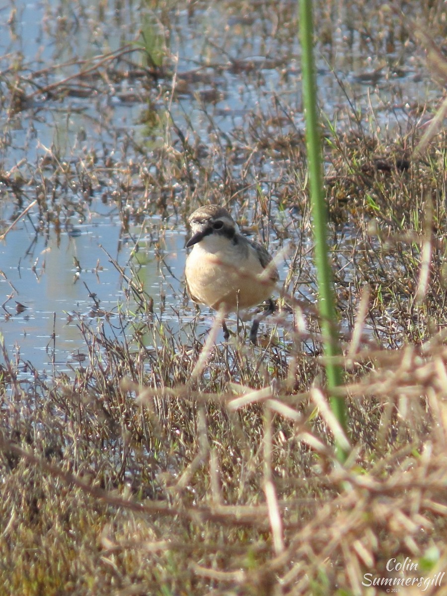 Kittlitz's Plover - ML623868589