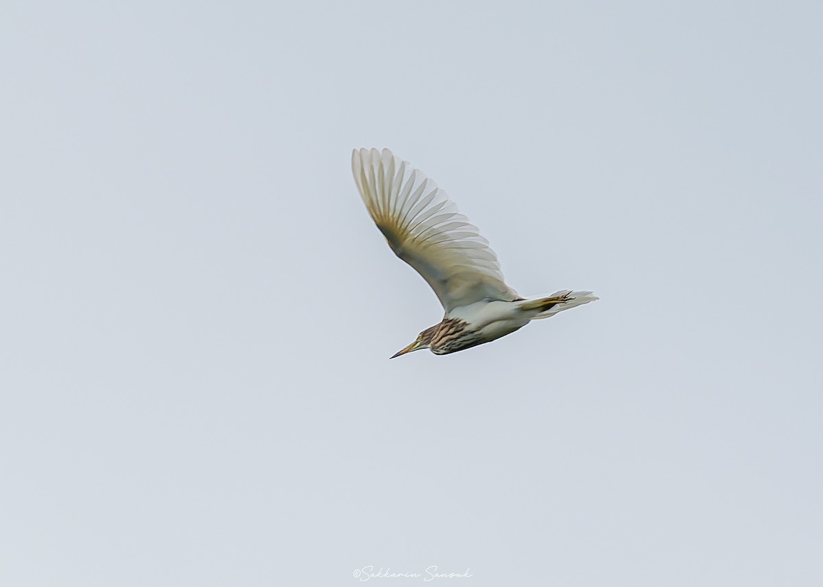 pond-heron sp. - ML623868599