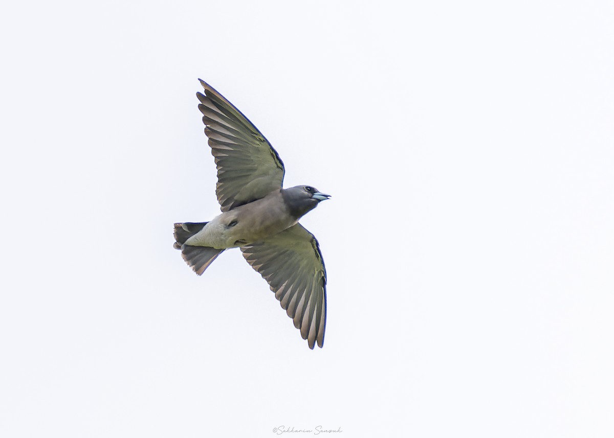 Ashy Woodswallow - ML623868603