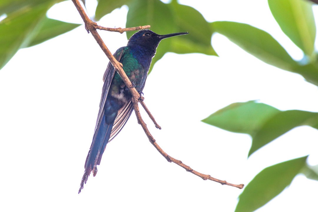 Swallow-tailed Hummingbird - ML623868681