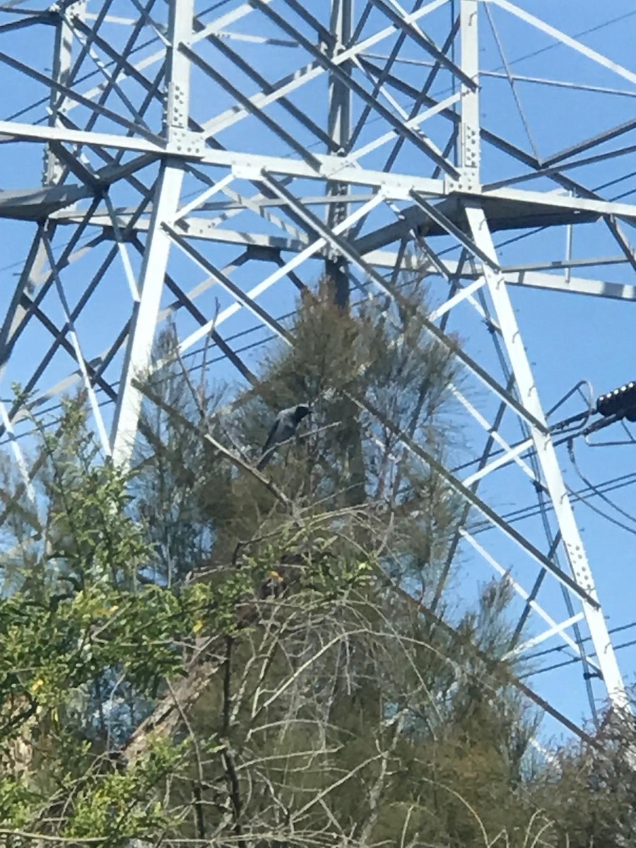 Black-faced Cuckooshrike - ML623868688