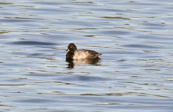 Lesser Scaup - ML623868719