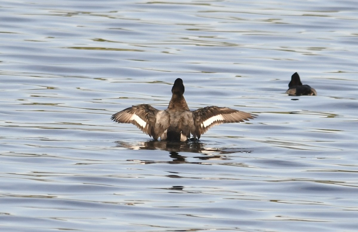 Lesser Scaup - ML623868733