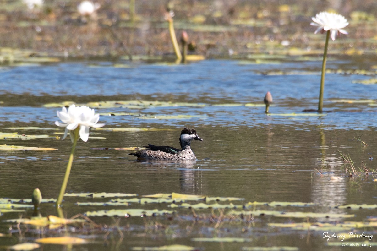 Green Pygmy-Goose - ML623868743