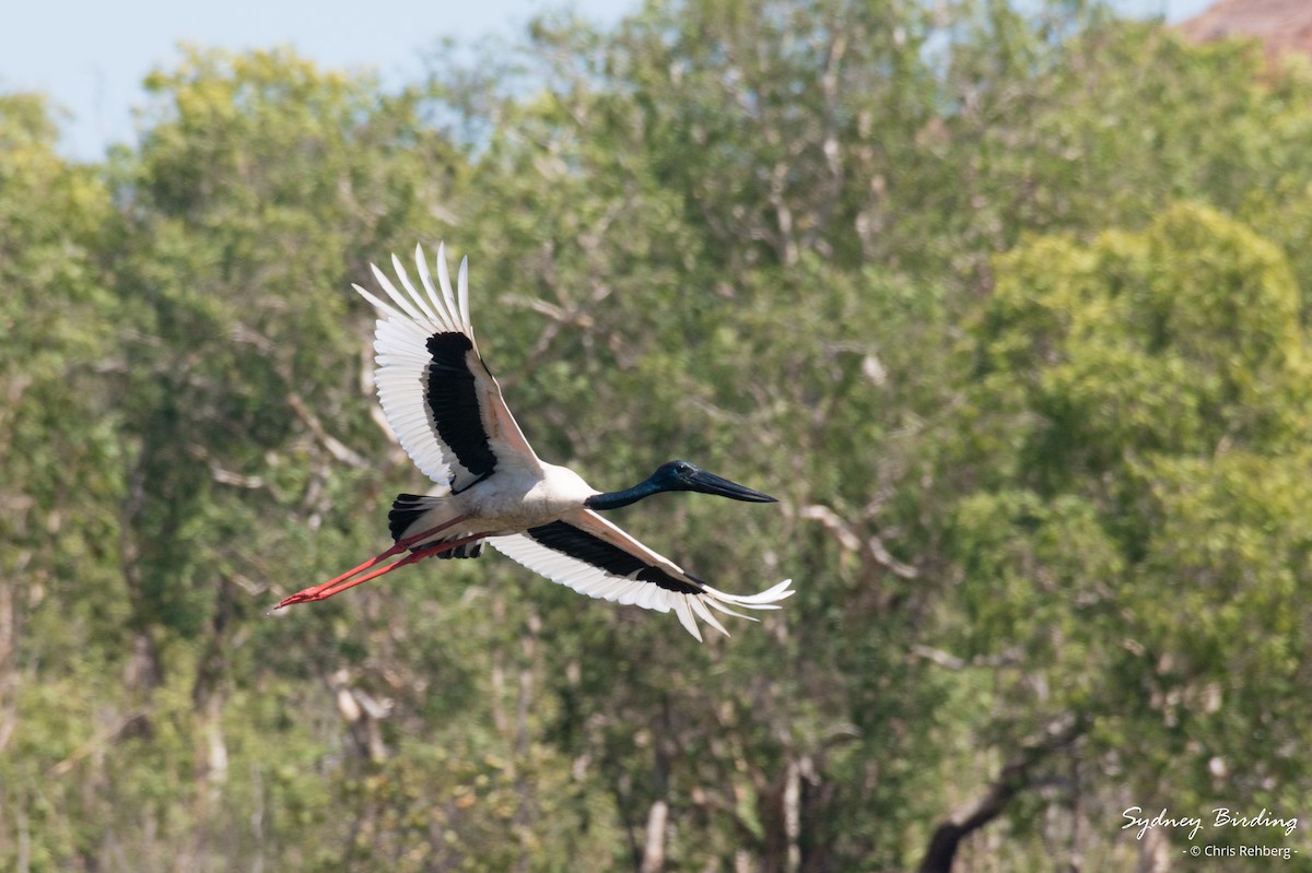 Black-necked Stork - ML623868745