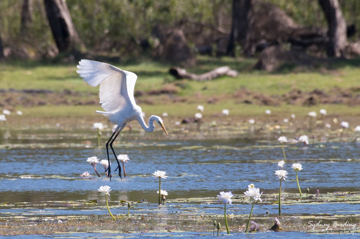 Great Egret - Chris Rehberg  | Sydney Birding