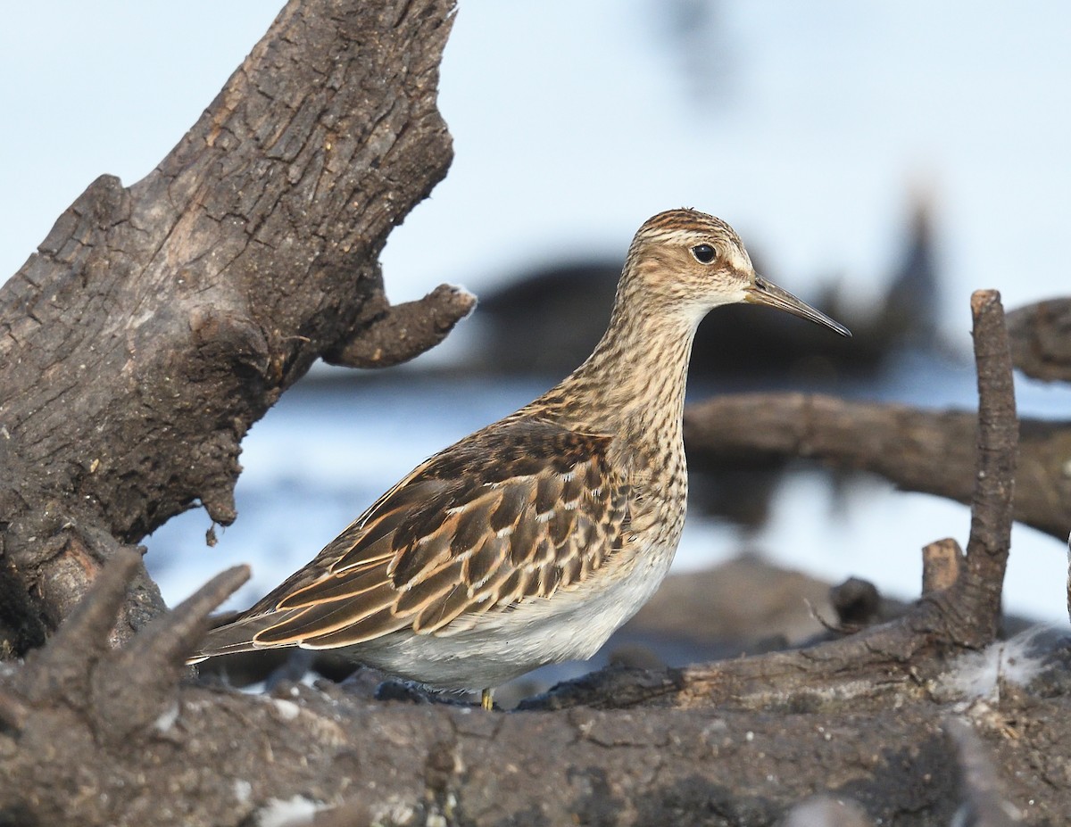 Pectoral Sandpiper - ML623868751