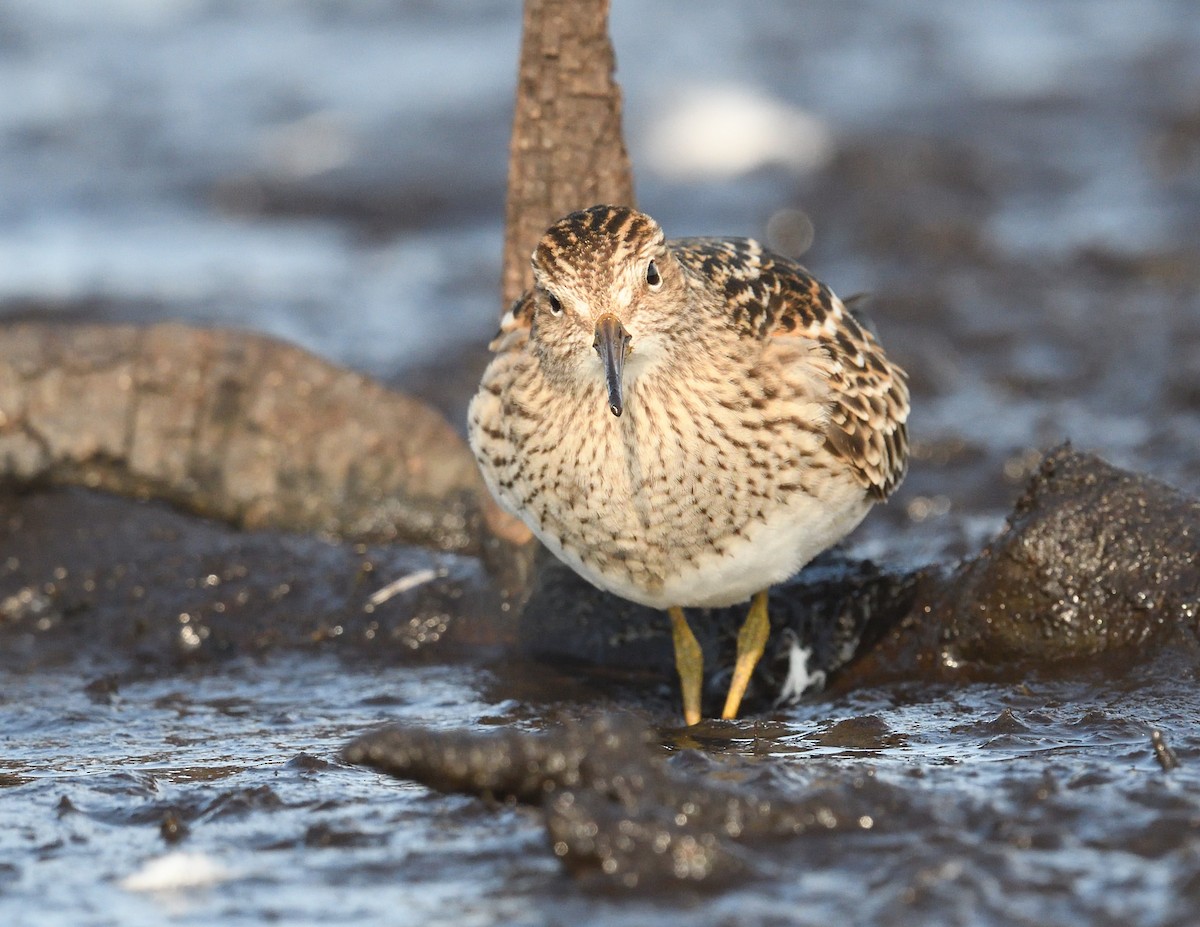 Pectoral Sandpiper - ML623868771