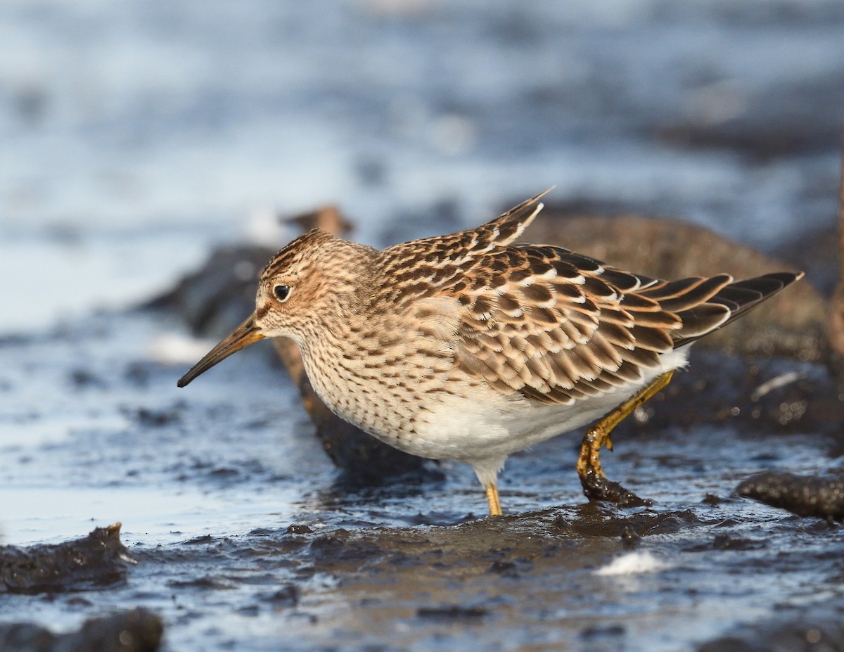 Pectoral Sandpiper - Margaret Hough