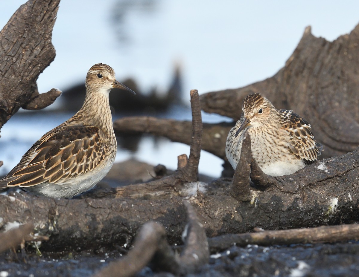 Pectoral Sandpiper - ML623868773