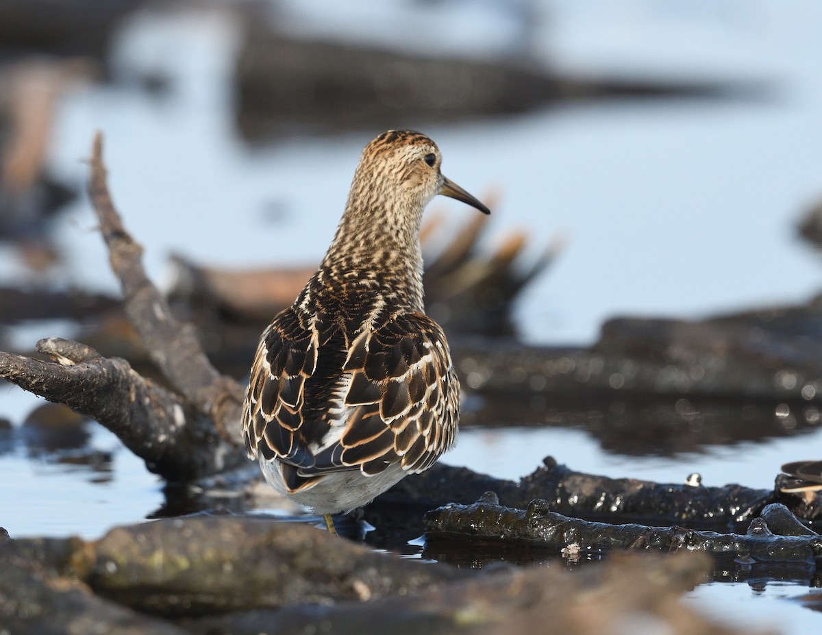 Pectoral Sandpiper - ML623868775