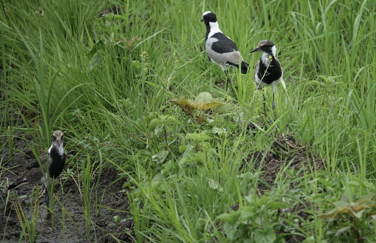 Blacksmith Lapwing - ML623868793