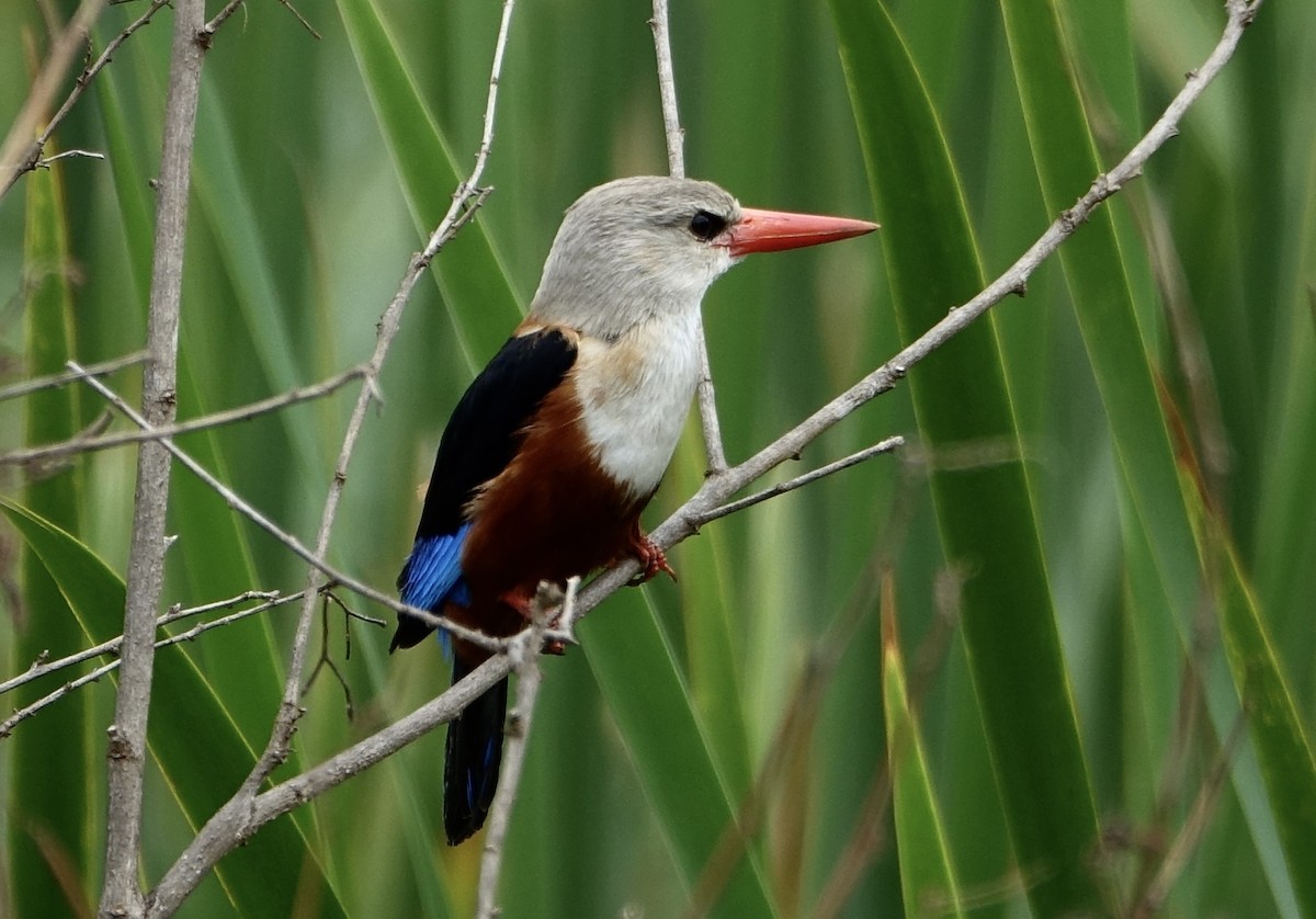 Gray-headed Kingfisher - ML623868824