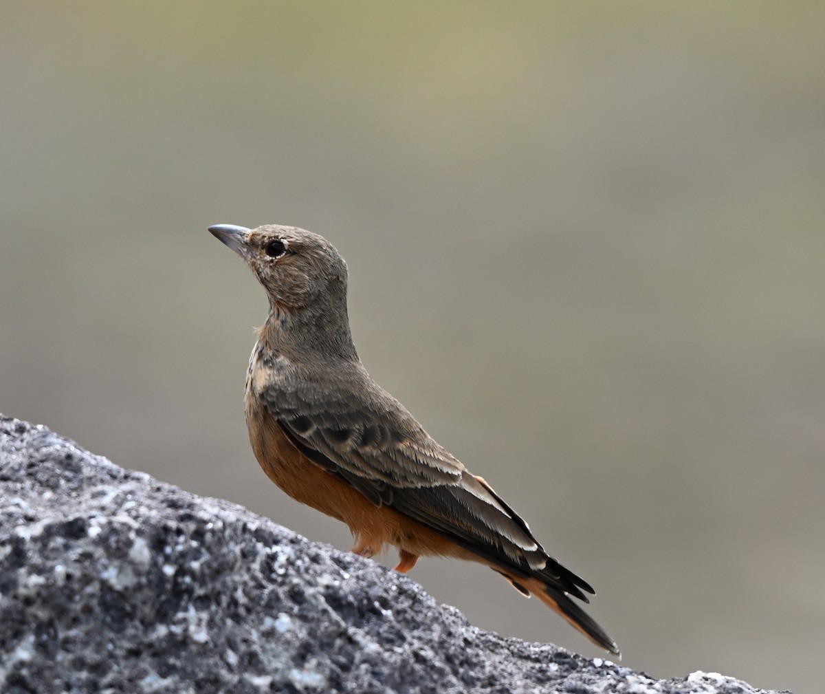 Rufous-tailed Lark - ML623868838