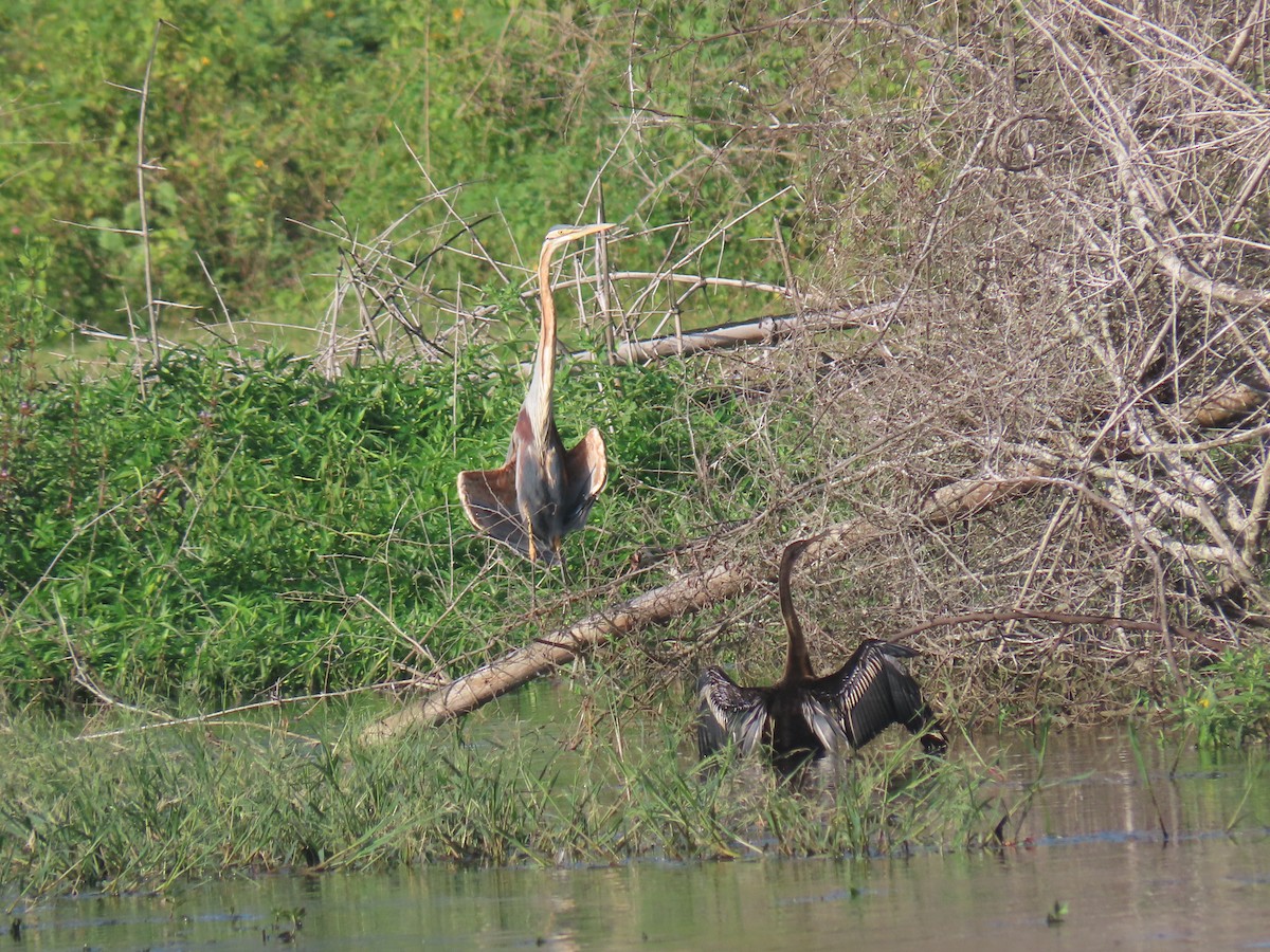 Oriental Darter - ML623868857