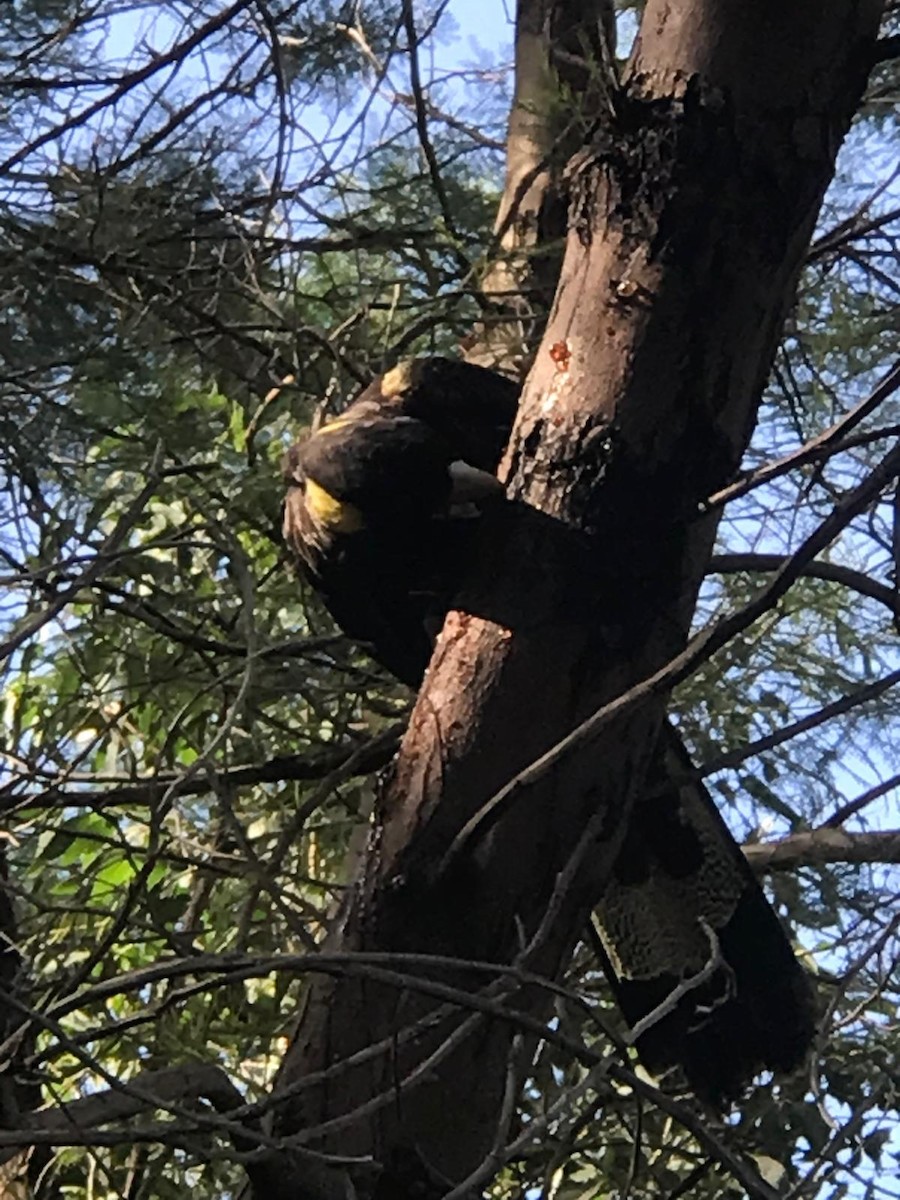 Yellow-tailed Black-Cockatoo - ML623868858