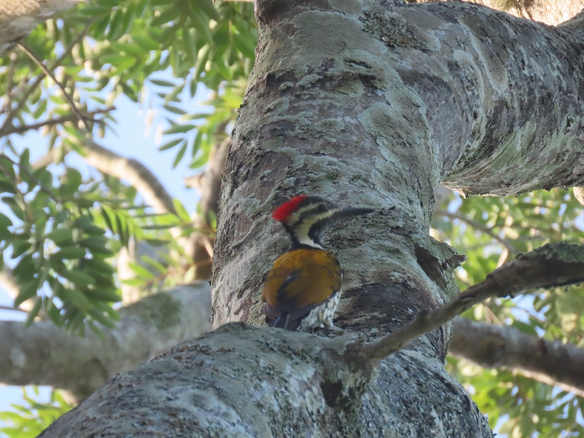 Black-rumped Flameback - ML623868873