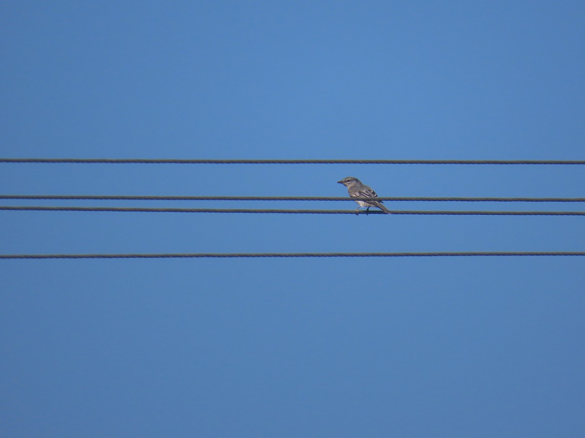 Black-headed Cuckooshrike - ML623868876