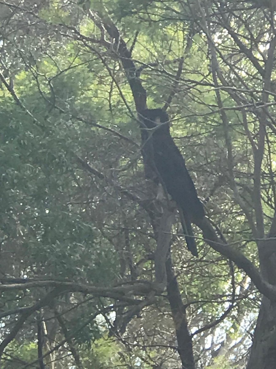 Yellow-tailed Black-Cockatoo - ML623868877