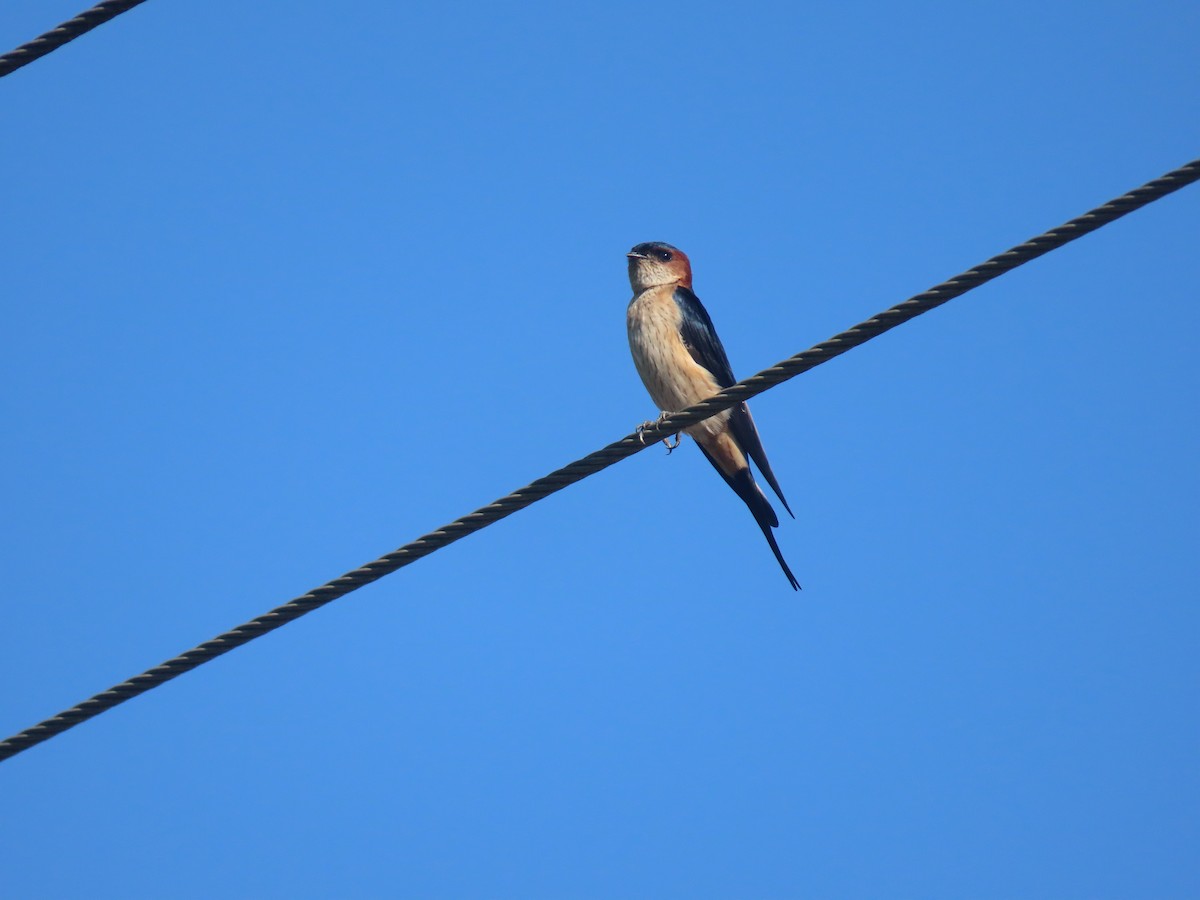 Red-rumped Swallow - ML623868878