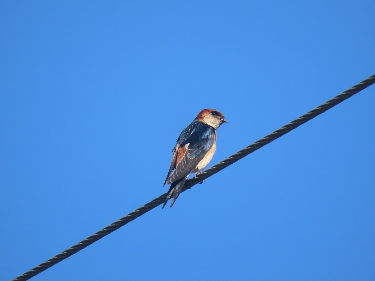 Red-rumped Swallow - ML623868879