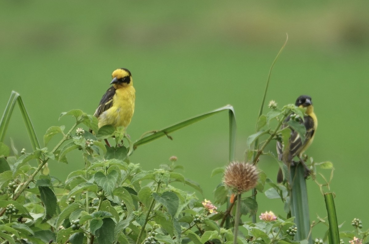 Baglafecht Weaver - Martin Brookes