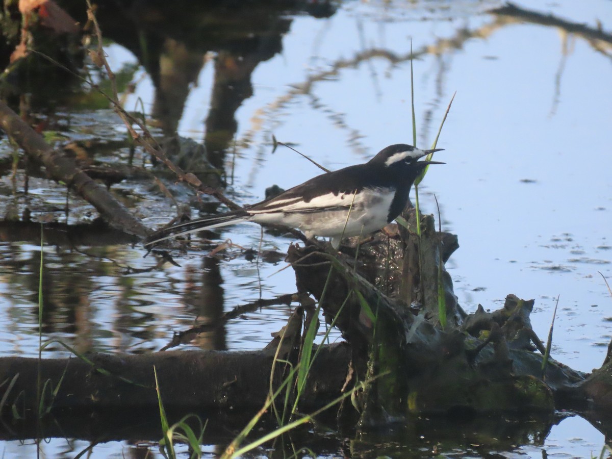 White-browed Wagtail - ML623868892