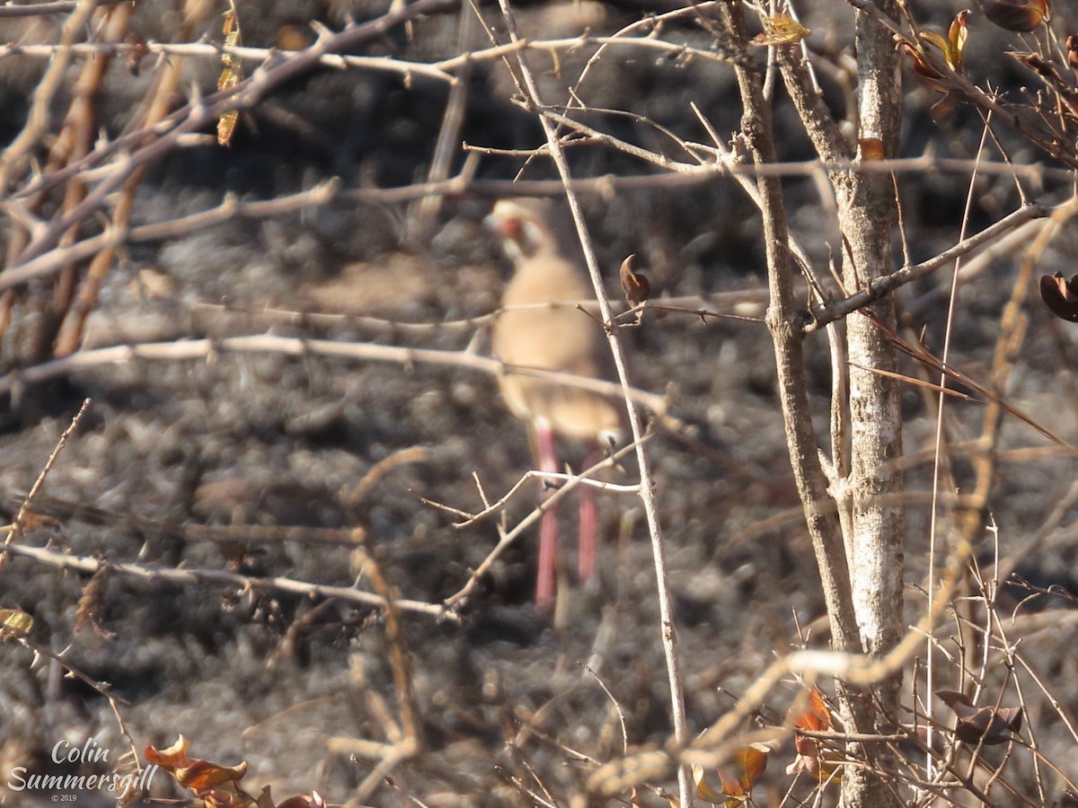 Bronze-winged Courser - ML623868897