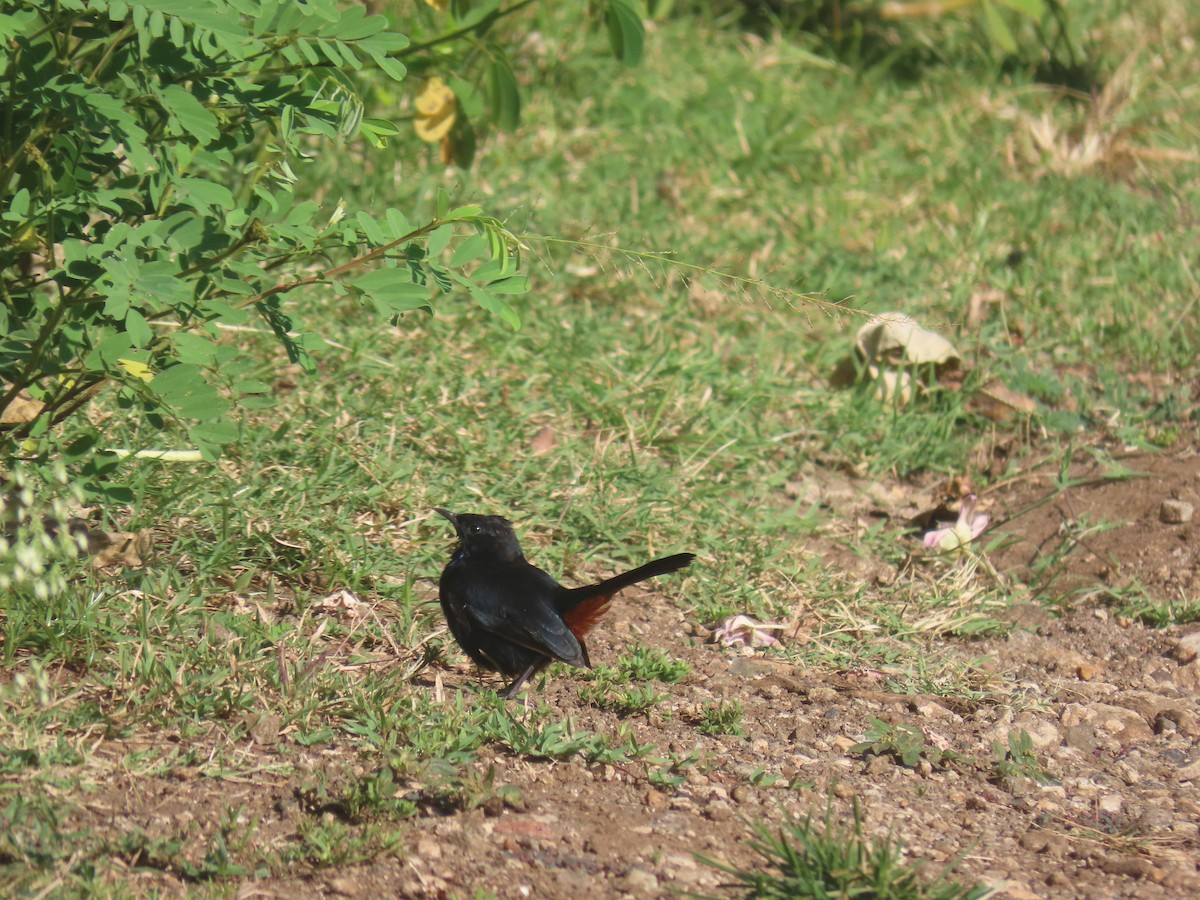 Indian Robin - ML623868917