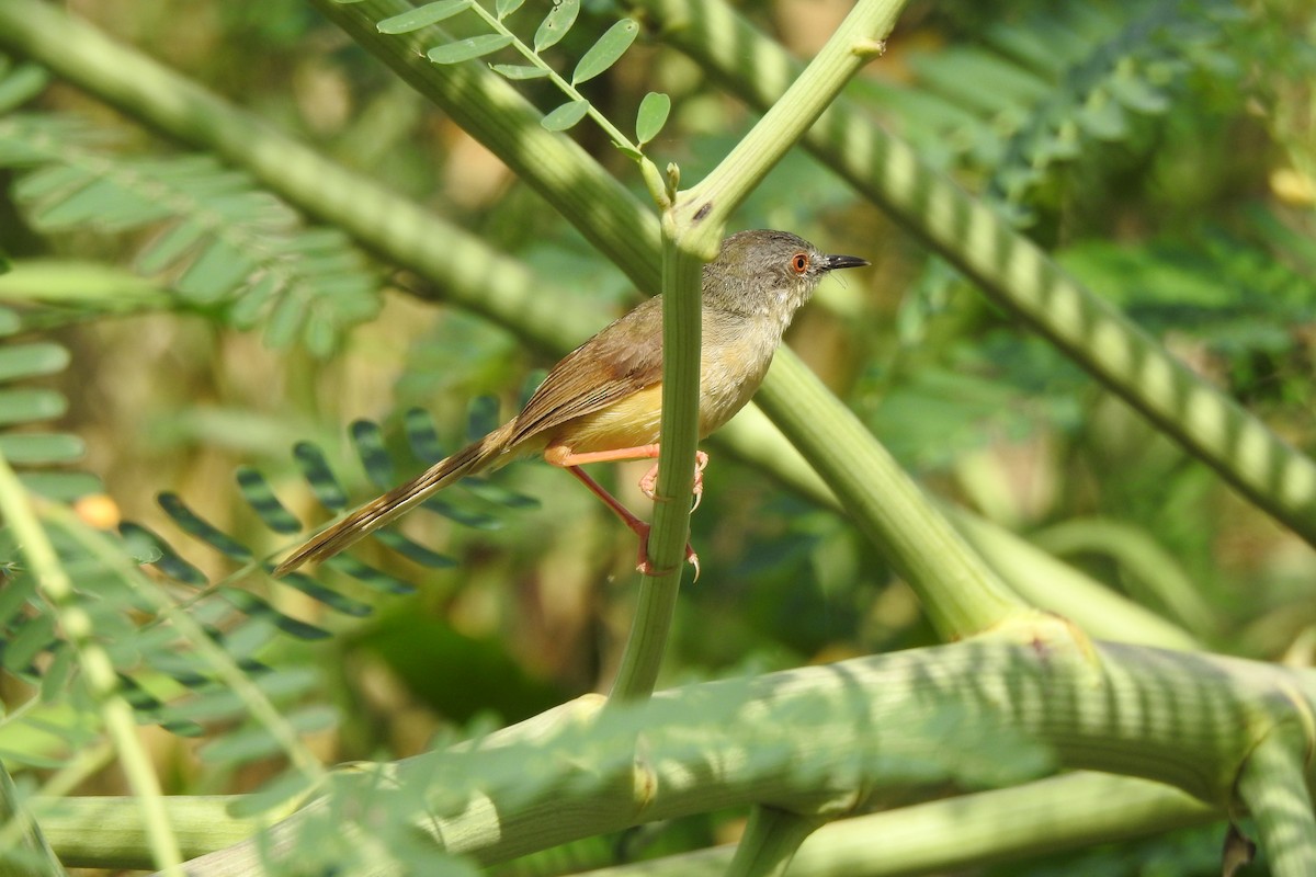 Yellow-bellied Prinia - ML623868918