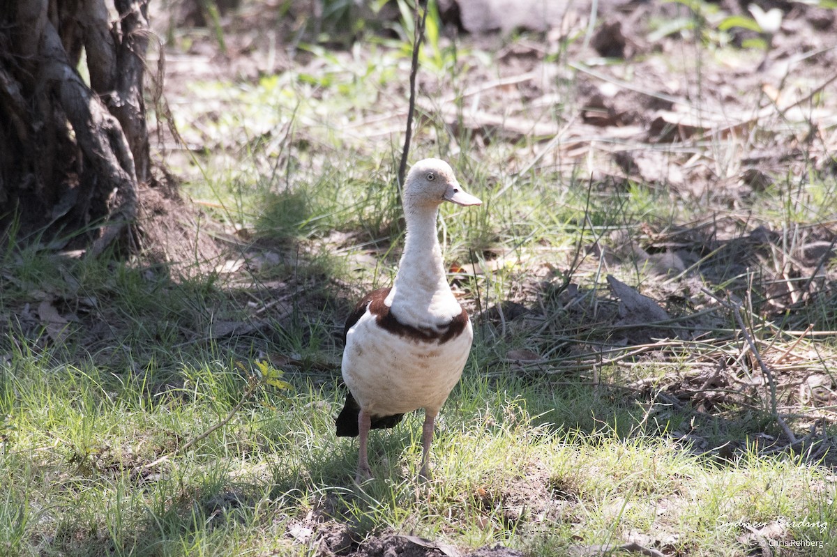 Radjah Shelduck - ML623868941