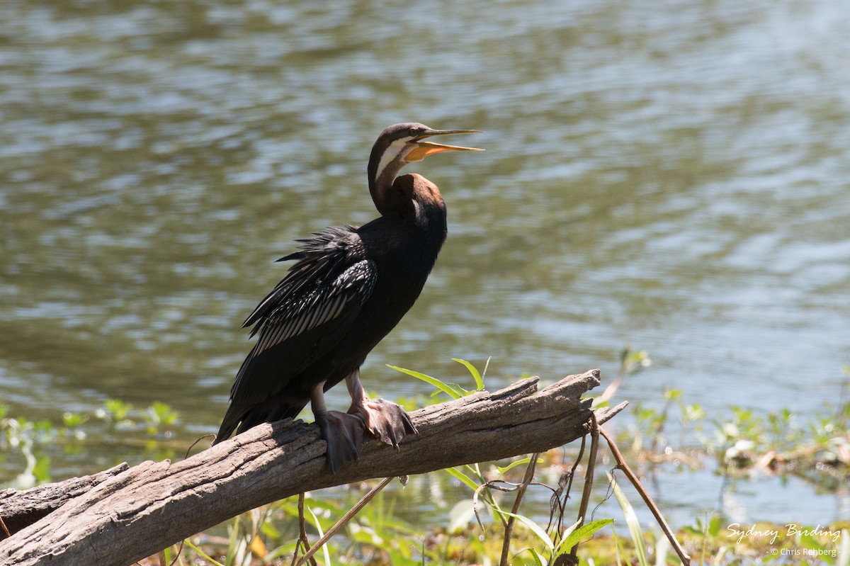 Australasian Darter - ML623868942