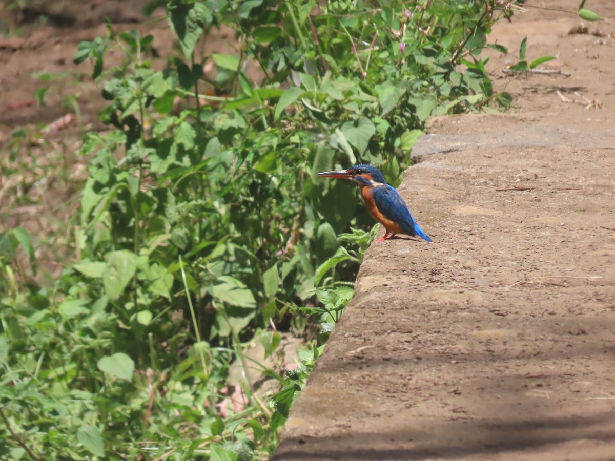 Common Kingfisher - ML623868943