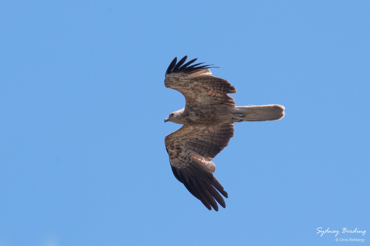 Whistling Kite - ML623868947