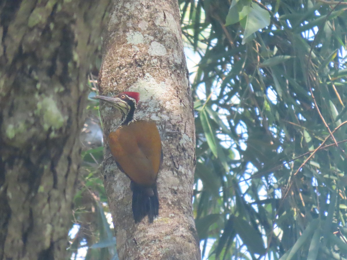 Malabar Flameback - ML623868948